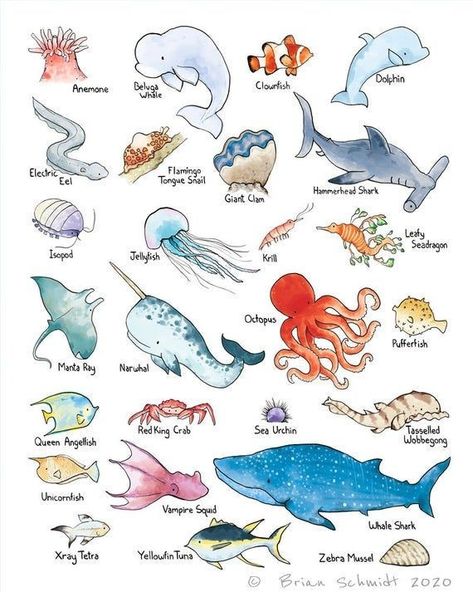 Colorful Sea Animals, Marine Bio Drawing, Ocean Animals Poster, Cute Sea Life Drawings, Under Sea Animals, Under Water Animals Drawing, Underwater Tattoo Ocean Life, See Creatures Drawing, Ocean Life Doodles