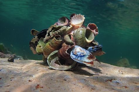 My Octopus Teacher, Teacher Images, Kelp Forest, Great Barrier Reef, Marine Life, Natural World, Under The Sea, Octopus, Sea Shells