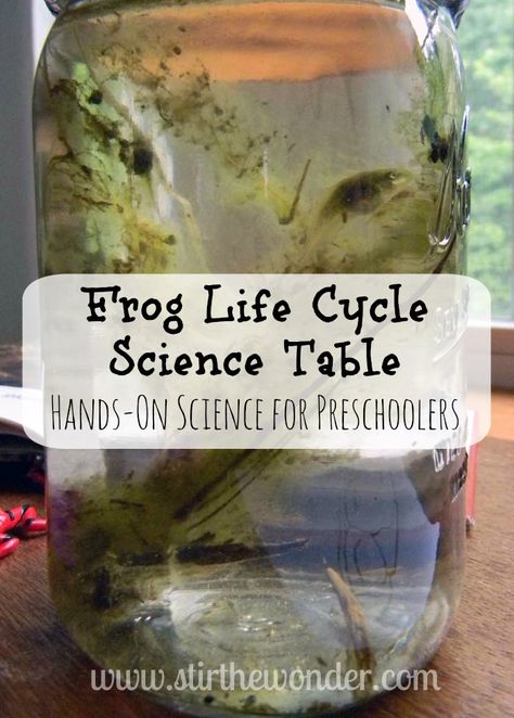 Science For Preschoolers, Science Table, Science Life Cycles, Frog Life Cycle, Lifecycle Of A Frog, Frog Life, Science Activities For Kids, Kindergarten Science, Kiddie Pool