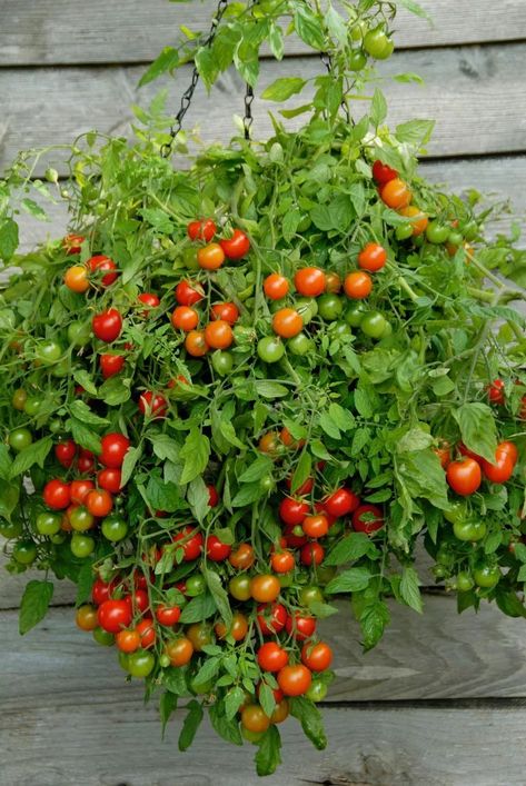 Tomato Hanging Basket, Plants For Hanging Baskets, Garden Makeover, Trailing Plants, Veg Garden, Home Vegetable Garden, Hydroponic Gardening, Plant Cuttings, Garden Layout