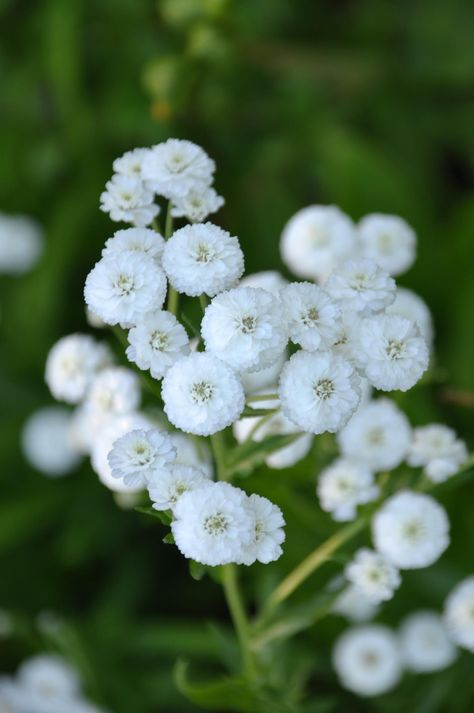 Achillea Credo, Achillea The Pearl, Achillea Ptarmica, Achillea Moonshine, Phyllorhiza Punctata, Achillea Millefolium, Green Thumb, Planting, Garden Ideas