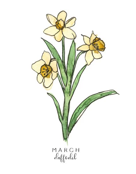 Winnie The Pooh Drawing, March Birth Flowers, March Birthday, Daffodil Flower, Flower Sketches, Birthday Flowers, Birth Flowers, Botanical Illustration, Daffodils