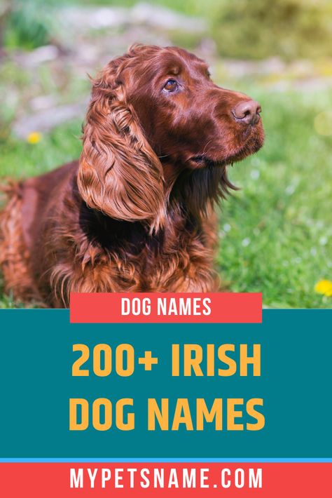 Ireland is famous for Guinness and leprechauns, but that’s not all it has to offer. Read on for some creative, famous, and original Irish dog names and meanings, that'll set your dog apart from the crowd. Your Dog Speaks Chinese, Original Dog Names, Irish Dog Names, Dog Symbolism, Creative Dog Names, Leprechaun Names, Gaelic Names, Irish Doodle, Names And Meanings