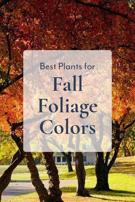 Bring your garden to life with vibrant fall foliage! 🍂 Discover the Best Plants for Fall Foliage Colors and add a burst of red, orange, and gold to your landscape. Perfect for creating autumn magic in your backyard! Explore our top picks and tips for growing these stunning plants. Plants For Fall, Autumn Magic, Best Plants, Orange And Gold, Fall Projects, Fall Plants, Autumn Garden, Fall Foliage, Cool Plants