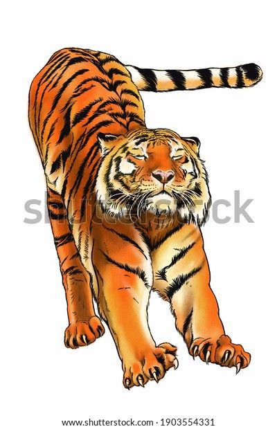 Find Tiger Drawing Stretching On White Background stock images in HD and millions of other royalty-free stock photos, illustrations and vectors in the Shutterstock collection. Thousands of new, high-quality pictures added every day. Tiger Walking, Tiger Drawing, Water Drawing, Sketch Style, Bengal Tiger, Quality Pictures, Step By Step Drawing, Original Drawing, Cute Tattoos