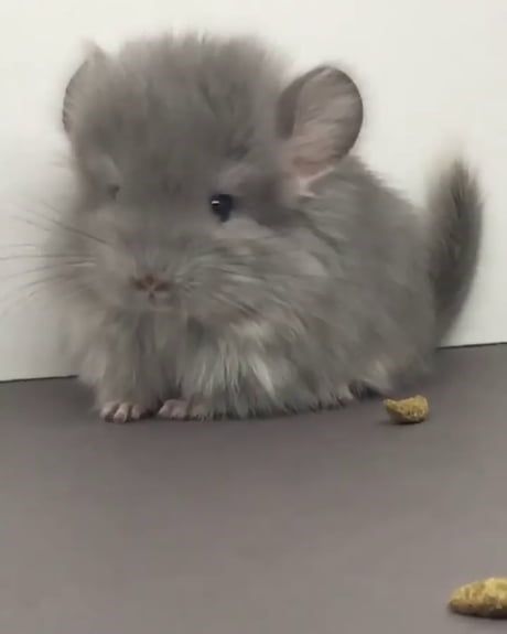 15 Images Of Baby Chinchillas That Will Melt Your Heart - I Can Has Cheezburger? Fluffy Chinchilla, Baby Chinchilla, Cute Chinchilla, Chinchilla Cute, Chinchilla Pet, Eye Bleach, Cute Name, Cute Small Animals, Chinchillas