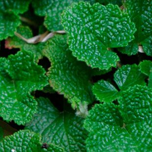 Creeping Raspberry, Raspberry Flowers, Landscape Plants, Rock Gardens, Fine Gardening, Small White Flowers, Lilac Flowers, Mother Plant, Landscape Ideas