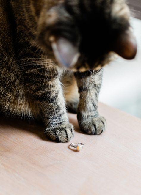 Couple With Cat Photography, Cat Engagement Pictures, Cat Family Photo, Cat Photoshoot, Adventure Cat, Photography Things, Cat Wedding, Cat Couple, Engagement Session Ideas