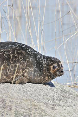 Ringed Seal, Elephant Shrew, Sea Mammal, Tasmanian Devil, The Natural World, Sea Lion, Sealife, Animal Photo, The Natural