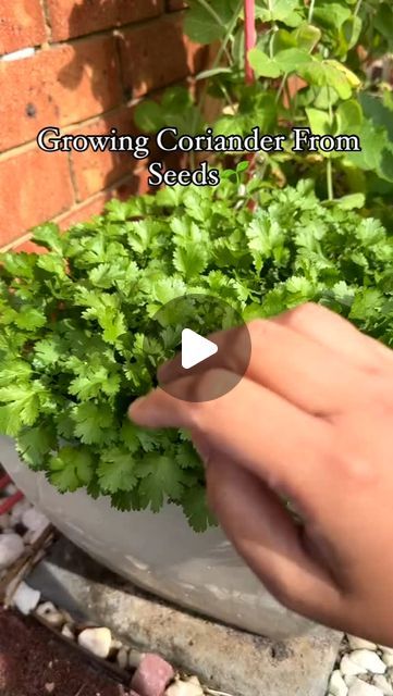 Gardening | Housewife on Instagram: "How to grow Coriander/ Cilantro from seeds in pot🍀🌿
#plant #plantbased #plants #plantlover #plantsofinstagram #plantsmakepeoplehappy #plantas #plantlife #plantbaseddiet #plantpower #plantmom #plantlove #plantpowered #plantlady #plantaddict #plantmedicine #plantgang #plantcollection #plantstagram #plantsplantsplants #plantsmakemehappy #plantslover #backyardgarden #garden #gardening #gardenings #gardeninglife #gardeningtips" How To Grow Coriander, Growing Coriander, Budget Home Decor, Home Decor On A Budget, Decor On A Budget, Pot Plant, Diy Home Decor On A Budget, Plant Collection, Plant Mom