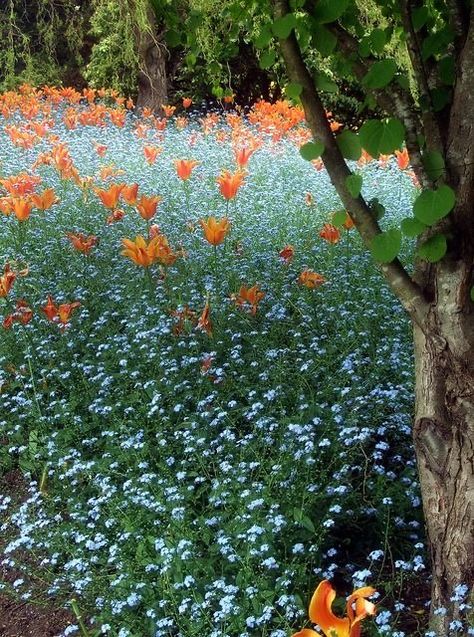 Tulips And Forget Me Nots, Forget Me Not Garden, Forget Me Not Field, Deer Food, Orange Tulips, Pandora's Box, Have Inspiration, Forget Me Nots, Blue And Orange