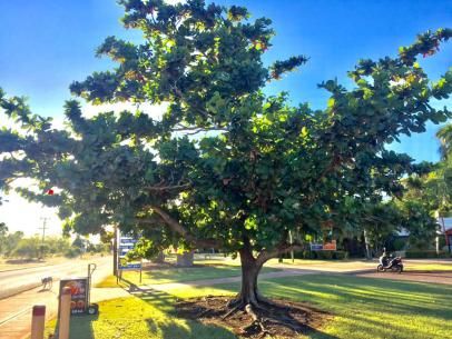 Fiddle Leaf Fig in the Wild Fiddle Leaf Tree Outdoor, Fiddle Fig Tree, Fiddle Leaf Fig Care, Wall Arrangements, Indoor Tropical Plants, Fiddle Leaf Tree, Garden Watering System, Cupressus Sempervirens, Fig Trees