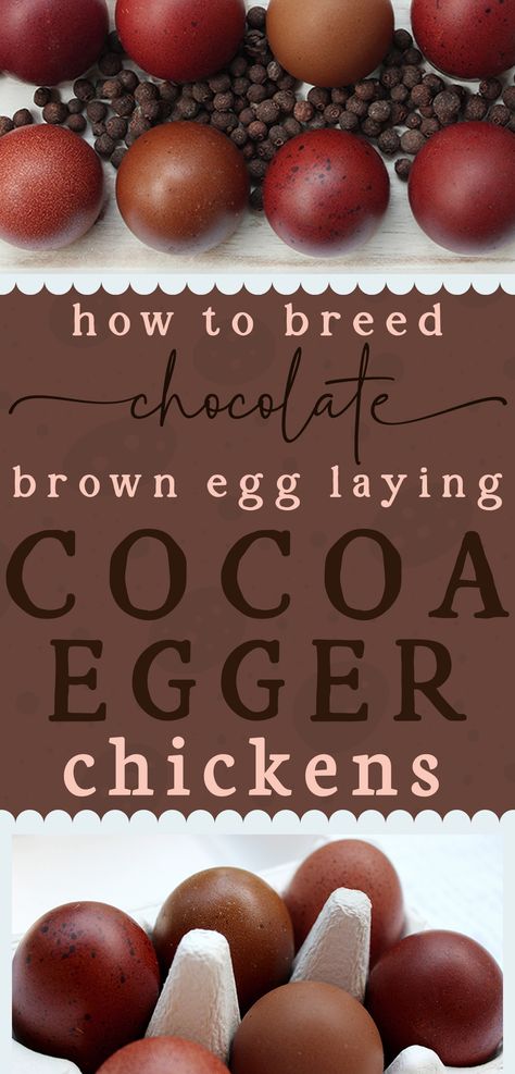 a white carton holding a half dozen eggs in shades of dark brown with two that are very chocolate colored with text that reads how to breed chocolate brown egg laying cocoa eggers chickens Egg Colors By Breed, Bird Egg Identification, Chicken Coop Building Plans, Chicken Breeding, Colored Chocolate, Brown Egg, Raising Chicks, Homestead Life, Chocolate Egg