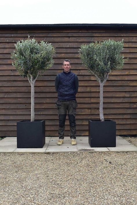 Front Door Plants Pots Entrance, Front Door Plants, Potted Olive Tree, Plants Uk, Plants Pots, Olive Grove, Plant Information, Olive Trees, Peterborough