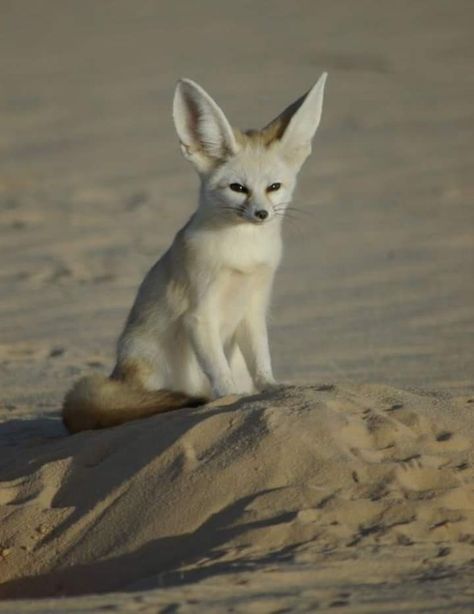 Fennec fox Fennec Fox Pet, Fuchs Baby, Fennec Fox, Pet Fox, Wild Dogs, Cute Fox, Cute Animal Pictures, Animal Planet, Nature Animals