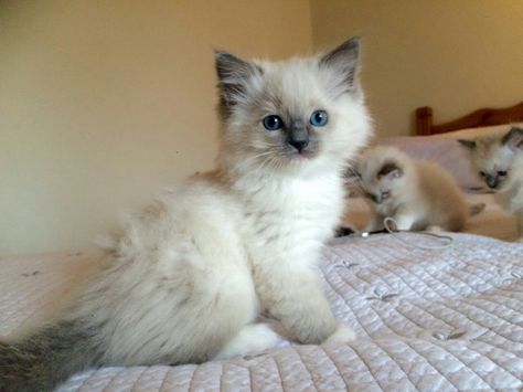 Rag Doll Kittens, Ragdoll Kittens, Gallery Ideas, Fluffy Kittens, Cat Ideas, Ragdoll Kitten, Cute Cats Photos, Kittens And Puppies, Baby Kittens