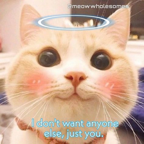 I love you so much 😘❤️ -👦 • Follow us @meowwholesomes 🌈 Credit to @meowwholesomes 🌈 • • • • • [ ignore tags] 💕 #wholesome #wholesomememe… I Love You Cat, Cat Text, Cute Cat Memes, Cute Love Memes, Cute Animal Memes, Crush Memes, Snapchat Funny, Relationship Memes, Cute Memes