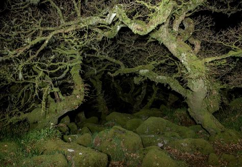 Home / X Moss Fairy Aesthetic, Moss Cave Aesthetic, Weird Forest Aesthetic, Dark Fairy Core, Underground Mushroom Forest, Mossy Rocks Aesthetic, My Purpose In Life, Love The Earth, Ocarina Of Time