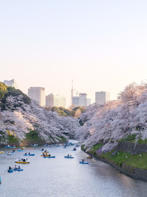 Tokyo Travel Guide | Condé Nast Traveler Japan Beach, Things To Do In Tokyo, Japan Travel Destinations, Tokyo Travel Guide, Spring In Japan, Japan Spring, Japan Cherry Blossom, Japan Hotel, Cherry Blossom Japan