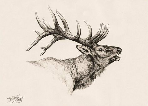 Elk Silhouette Tattoo, Elk Antlers Drawing, Elk Head Tattoo, Elk Drawing Easy, Bull Elk Tattoo, Elk Head Drawing, Elk Skull Drawing, Elk Tattoo Men, Montana Cookies