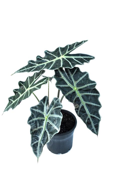 Alocasia 'Polly' Alocasia Polly, Understory Plants, Bamboo Species, Clumping Bamboo, Ficus Microcarpa, Alocasia Plant, Elephant Ear Plant, Pot Plant, Elephant Ears