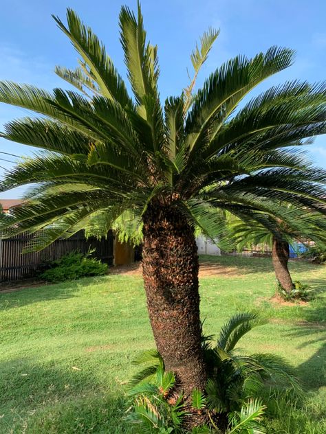 Cycas Plant, Cycas Palm, Sago Palm, Tropical Plants, Cactus Plants, Garden Plants, Golf Courses, Cactus, Trees