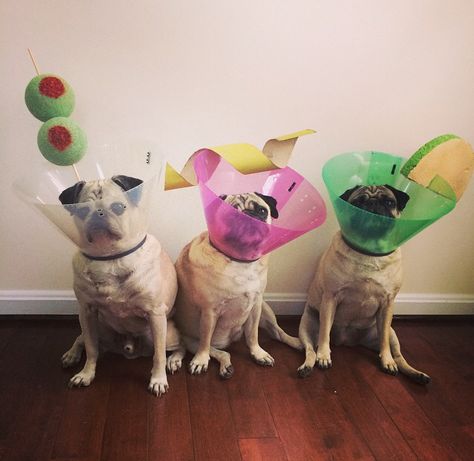 Martini Costume, Dog Groomer Humor, Pug Halloween Costumes, Halloween Pug, Pugs In Costume, Halloween Costumes 2014, Dog Humor, Animal Help, Pet Halloween Costumes