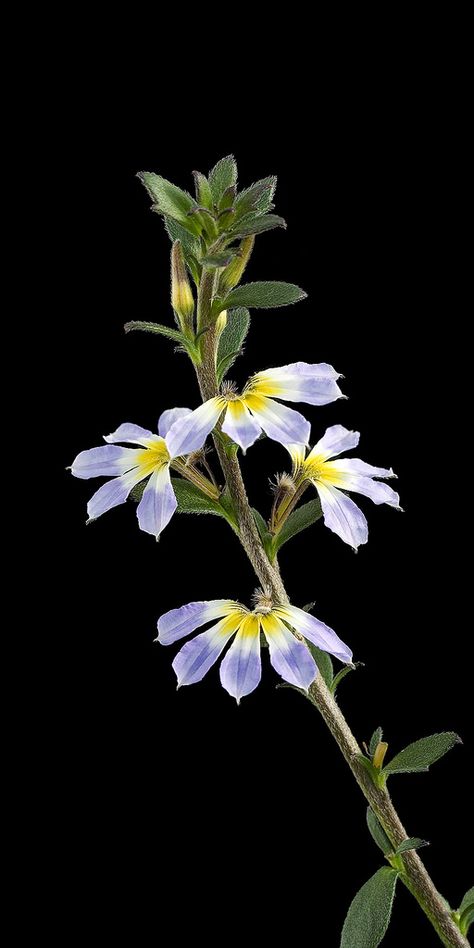 Scaevola Aemula, Plants Pattern, Australian Wildflowers, Australian Flowers, Beautiful Flowers Photography, Australian Native Plants, Beautiful Sea Creatures, Plant Pattern, Phone Wallpaper Images