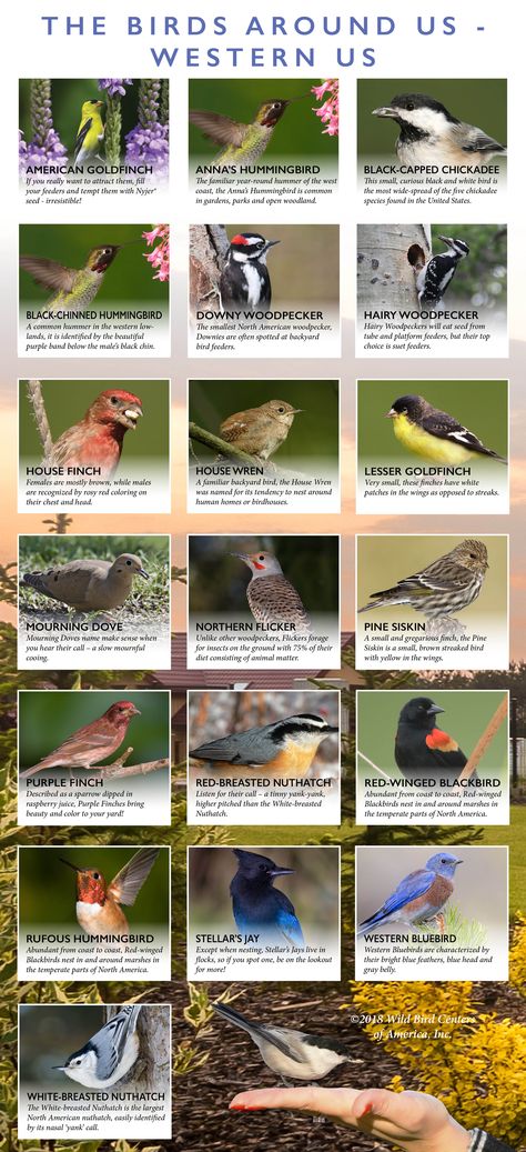 Birds Identification, Bird Size Comparison, Birds Name List, Different Types Of Bird Beaks, Animals Name With Picture, Facts About Birds, Feeding Wild Birds, Bird Study, Birds Theme