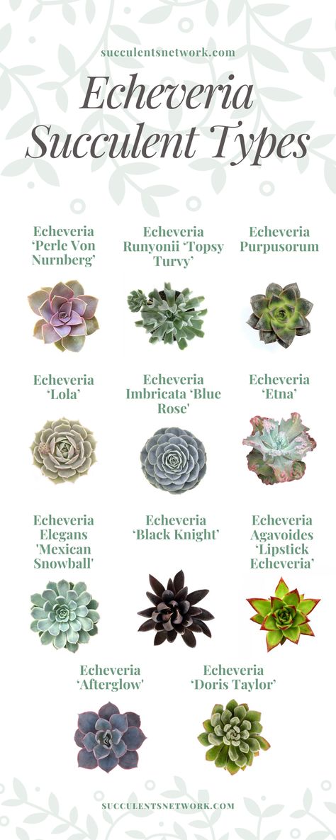 Discover all the Echeveria types and learn more about Echeveria 'Doris Taylor' on this page. #doristaylor #echeveria #succulents #succ #planting Succulents Aesthetic, Echeveria Types, Echeveria Afterglow, Echeveria Care, Echeveria Imbricata, Types Of Succulents Plants, Succulent Photography, Echeveria Succulent, How To Water Succulents