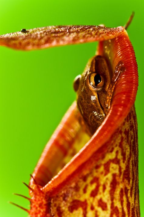 Joel Forte - Hidden Predator. A tiny frog waiting for insects being attracted to go inside the pitcher plant. Davao City, Philippines. Pitcher Plants, Photography Competition, Davao City, Pitcher Plant, Plant Photography, Photography Competitions, Davao, Carnivorous Plants, Frog And Toad