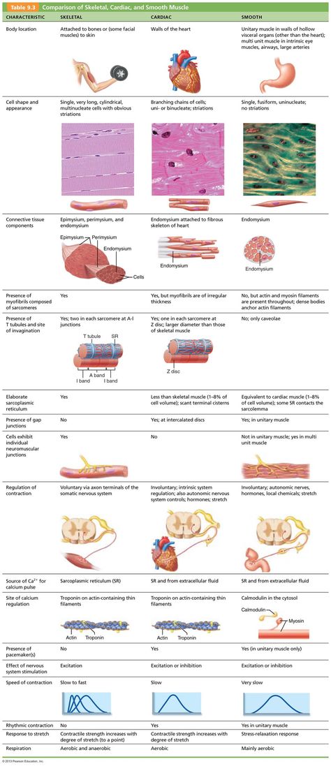 Anatomy Studying, Tissue Biology, Studying Tips, Basic Anatomy And Physiology, Medical Student Study, Musculoskeletal System, Muscular System, Medical School Studying, Medical School Essentials