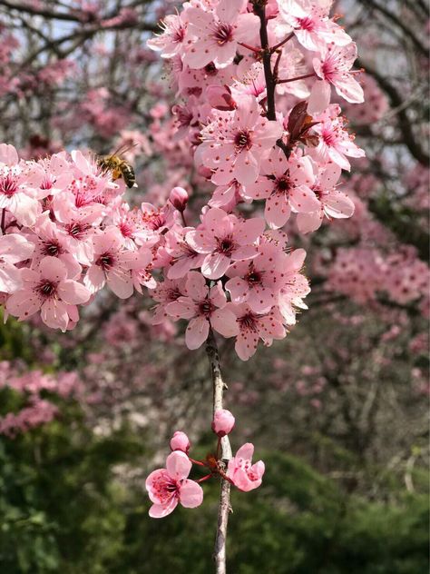 Cherry Blossom | Japanese Cherry Blossom | Pictures Of Flowers Cherry Blossom Aesthetic Korean, Cherry Blossom Astethic, Peaceful Wallpaper, Carol Wallpaper, Japanese Cherry Blossom Tree, Blossom Pictures, Cherry Blossom Bouquet, Flower Core, Cherry Blossom Pictures