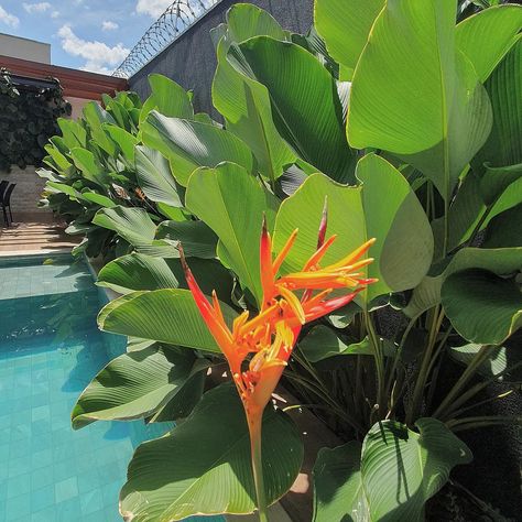 Exuberante heliconia psittacorum florida. Casa | IM #paisagismo #heliconia #jardimresidencial #jardimtropical Heliconia Psittacorum, Tropical Trees, Tropical Tree, Florida, Trees, Pool