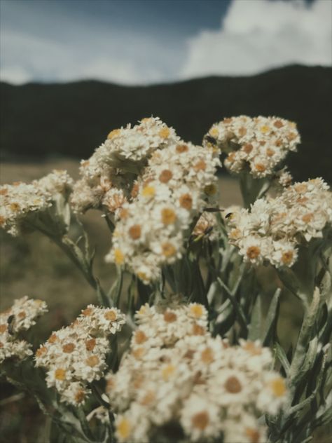 Gunung gede surken Edelweiss Flower Edelweiss Flower Aesthetic, Edelweiss Flower Aesthetic Wallpaper, Basketball Background, Edelweiss Flower, Wallpaper Estetika, Plant Aesthetic, Instagram Ideas Photography, Plant Pictures, Pretty Plants