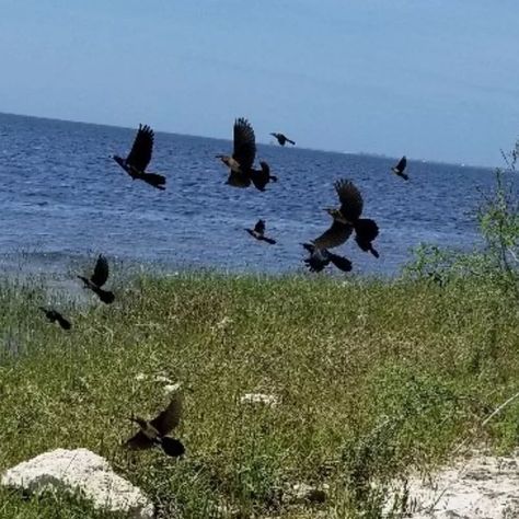 10 things to do at St. Marks National Wildlife Refuge Read www.travelsouthernstates.com #naturephotography #travelblogger #floridaphotographer #wildlife #travel #nature #wildlife #florida #hiking #fishing #birdwatching #photography #wildlifeconservation #conservation #fauna #plantlife #canonphotography Florida Hiking, Jeff Vandermeer, Wildlife Travel, Southern States, Nature Wildlife, Travel Nature, Wildlife Conservation, Birdwatching, Canon Photography