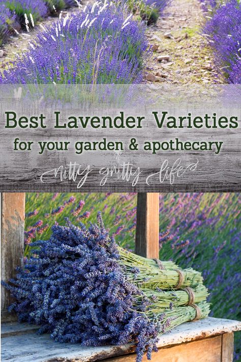 Herbalist Garden, Growing Herbs In Pots, Home Apothecary, Grow Lavender, Garden Lavender, Lavender Varieties, Spanish Lavender, Shed Garden, Lavender Plants