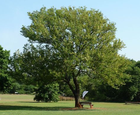 ¿Cuáles son las características del árbol de acacia? - https://www.jardineriaon.com/cuales-son-las-caracteristicas-del-arbol-de-acacia.html #plantas Acacia Baileyana, Delonix Regia, Ficus Elastica, Small White Flowers, Wildlife Sanctuary, Flower Spike, Organic Fertilizer, Mother Plant, Rajasthan India