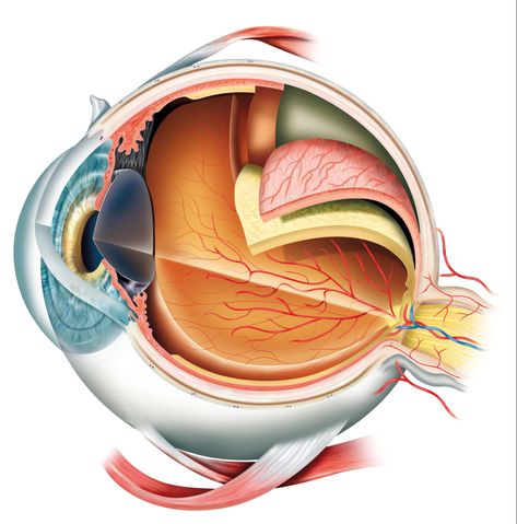 Kroppen Eye Anatomy, Parts Of The Eye, Eye Illustration, Eye Infections, Medical Training, Qi Gong, Bar Graphs, Eye Health, Fun To Be One