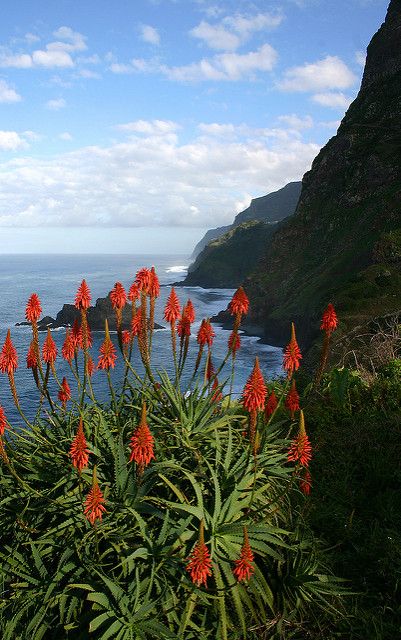 Blooming Aloe Vera in Boaventura on the north coast of Madeira - Home of MadeiraCasa - www.madeiracasa.com or www.casadomiradouro.com Funchal, Spain And Portugal, Photo Images, Tropical Garden, Great Pictures, Beautiful Islands, North Shore, Places Around The World, Beautiful World