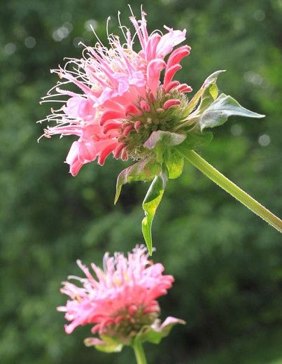 Bee Balm Plant, Deer Resistant Garden, Butterflies And Hummingbirds, Panicle Hydrangea, Diy Garden Fountains, Prairie Garden, Hydrangea Paniculata, Hummingbird Garden, Bee Balm