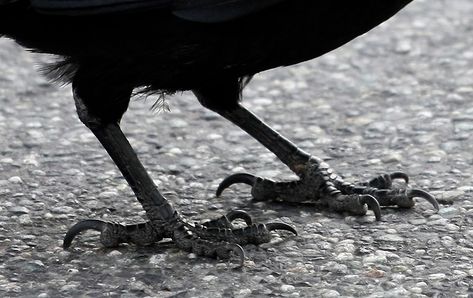 Crow Feet 11Jun2009 | Look at those beautiful talons! | Wolf Read | Flickr Vampire Love Story, Crows Feet Wrinkles, Pillars Of Eternity, Makeup Tips And Tricks, Homemade Beauty Recipes, Sick Boy, Vampire Love, Beauty And Makeup, Natural Beauty Products