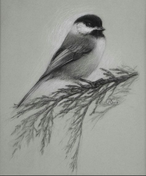 Black and white chickadee Chickadee Drawing, Chickadee Tattoo, Lilac Painting, Pencil Inspiration, Owl Tattoo Design, A Child Of God, Things That Matter, Child Of God, Homeschool Art