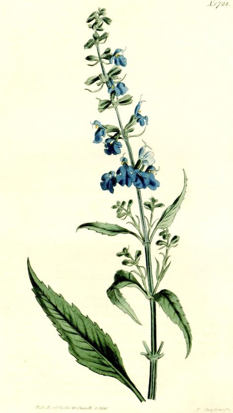 Blue Salvia Tattoo, Salvia Flower Tattoo, Russian Sage Tattoo, Salvia Tattoo, Salvia Azurea, Salvia Flower, Salvia Blue, Sage Tattoo, Salvia Plant