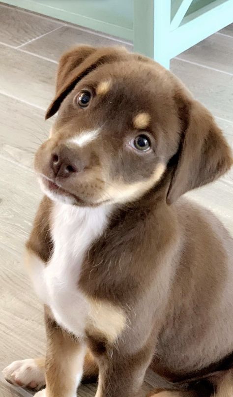 Lab Aussie Mix Dog, Chocolate Lab Golden Retriever Mix Puppies, Pit Lab Mix Dogs, Chocolate Lab Pitbull Mix Puppy, Pitbull Lab Mix, Staffy Dog, Labrador Mix, Lab Dogs, Labrador Retriever Mix