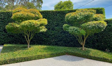 What is cloud pruning? - Hello Hello Plants & Garden Supplies Cloud Pruning, Plant Tips, Hedging Plants, Small Shrubs, Leafy Plants, Landscape Elements, Classic Garden, Plants Garden, Gardening Advice