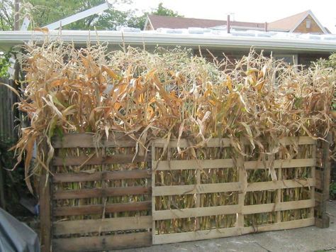 Create a walkway with corn stalks and pallets. Eerie Manor, creeping to life Halloween Corn Stalks, Diy Corn Stalk Decorations, Haunted Farm Halloween Decor, Haunted Barn Ideas, Haunted Farm Ideas, Pallet Maze, Ideas For Pallets, Hayride Ideas, Haunted Farm