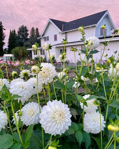 Jennifer Gulizia | Oregon Cut Flower Farm & Garden Educator (@thefloweringfarmhouse) • Instagram photos and videos How To Grow Dahlias, Grow Dahlias, White Dahlia, Cut Flower Farm, Dahlia Tubers, Growing Dahlias, Grow Gorgeous, Dahlia Flowers, Cut Flower Garden