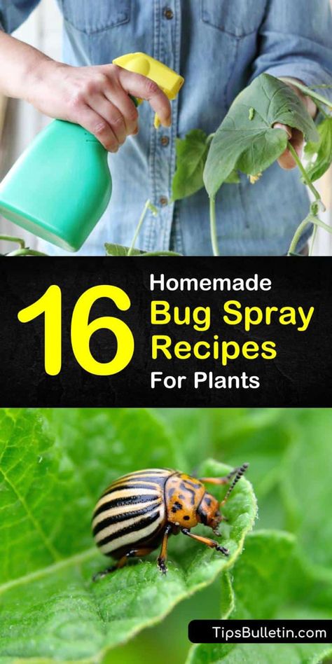 Homemade Bug Spray Recipe, Garden Bug Spray, Bug Spray For Plants, Homemade Insecticide, Homemade Bug Spray, Diy Bug Spray, Bug Spray Recipe, Mosquito Repelling, Regrow Vegetables