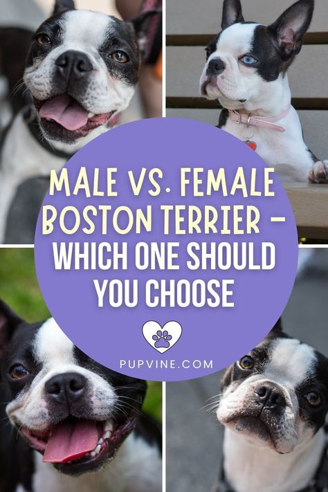 Brindle Boston Terrier, The Breeders, Male Vs Female, Terrier Breeds, Boston Terrier Puppy, Rat Terriers, Family Pets, New Things To Learn, Family Pet